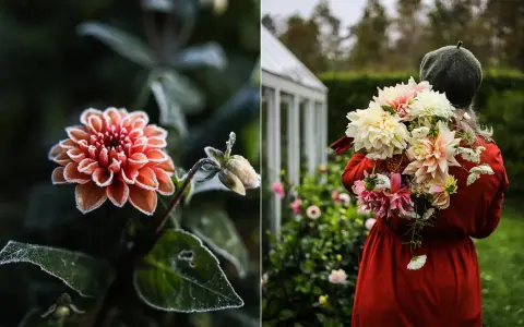 En frostig orange dahlia i närbild. Till höger bär en person en bukett med guldvatten dahlior framför ett växthus.