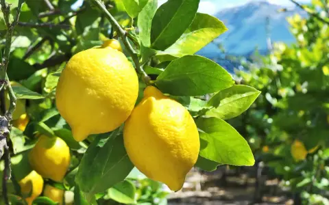 Citrons jaunes mûrs sur une branche, prêts à être cueillis. L'idée de planter un citronnier pour avoir ce beau fruit.