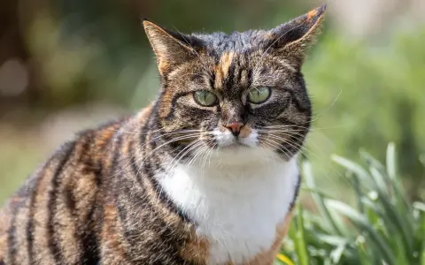 Pręgowany kot z zielonymi oczami zastanawia się, czy kot może jeść szynkę.