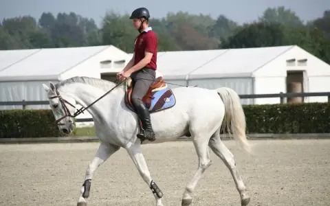 Un cavalier et son cheval blanc effectuent un exercice de dressage. Le cheval est en mouvement, la tête basse, montrant sa concentration.