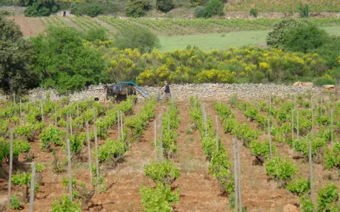 Vignoble en terrasses avec un homme et un cheval labourant, parsemé de genêts en fleurs.