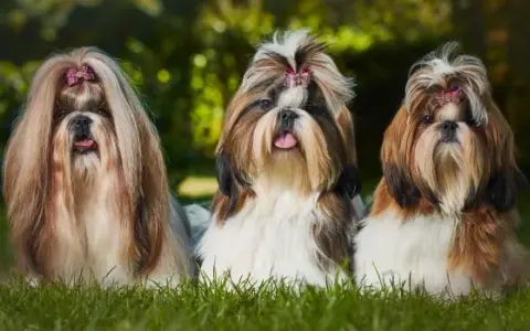 Shih Tzu ma włosy czy sierść? Odkryj prawdę o ich pielęgnacji