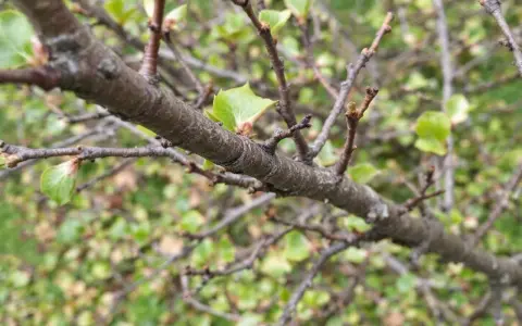 Gros plan sur une branche de prunier, avec de jeunes feuilles vertes qui commencent à apparaître. Il faudra tailler ce prunier trop haut pour qu'il reste gérable.