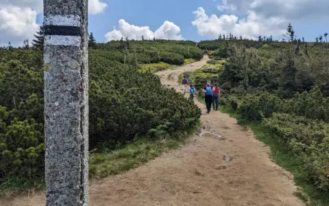 Grupa turystów podąża kamienistym szlakiem przez gęste kosodrzewiny na Pilsku.