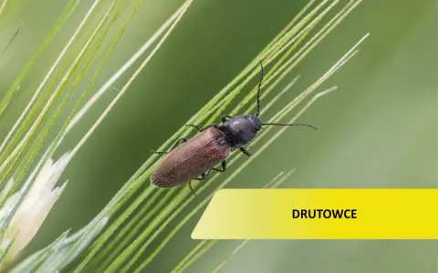 Brązowy owad, jeden z drutowców, wspina się po zielonych źdźbłach trawy.