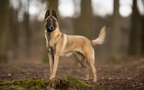 Un Malinois, chien au port altier, se tient dans une forêt. Est-ce que le Malinois est dangereux ? Non, s'il est bien éduqué, c'est un compagnon loyal.
