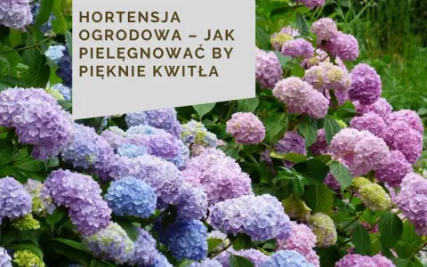 Kwitnące hortensje bukietowe w odcieniach różu i błękitu. Ich bujne kwiatostany świadczą o zdrowym systemie korzeniowym hortensji bukietowej.