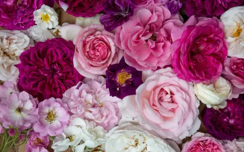 Vielfalt an Rosenarten in Rosa-, Pink- und Violetttönen, von zarten Blüten bis zu üppigen Blütenköpfen.