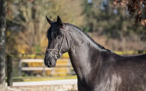Un magnifique cheval noir, le joker d'Euskadi, au licol en cuir, se tient dans un pré ensoleillé.