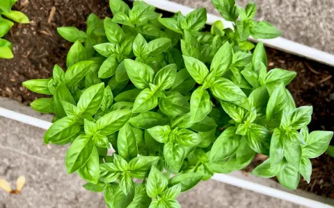 Jeunes pousses de basilic, signe d'un temps germination basilic réussi. Les feuilles vertes et brillantes promettent une belle récolte.