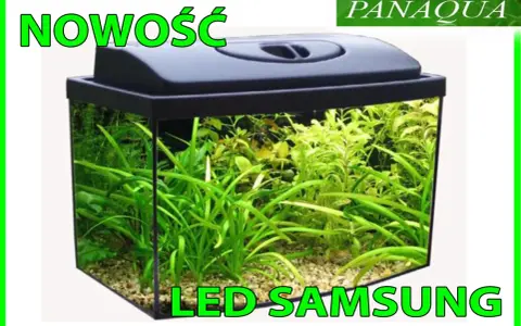 Nowość! Akwarium 60l z bujną roślinnością i oświetleniem LED Samsung. Idealne do stworzenia podwodnego świata.
