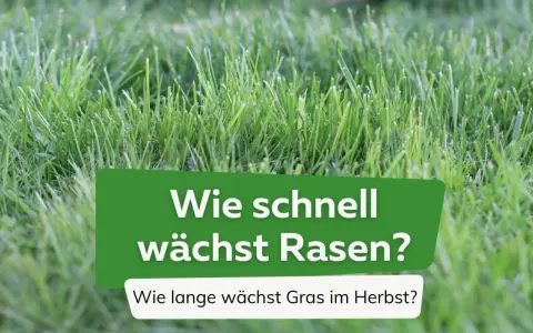 Grüner Rasen im Fokus. Die Frage "Wie lange braucht Gras zum wachsen?" wird gestellt, mit dem Zusatz "Wie lange wächst Gras im Herbst?".
