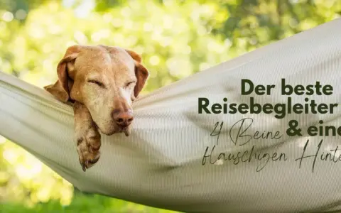 Hotel mit Hund finden: Tipps für Ihren perfekten Urlaub