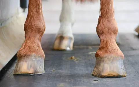 Gros plan sur les sabots d'un cheval, chacun protégé par un fer à cheval.