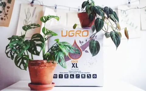 Två krukväxter, en Monstera Adansonii och en Philodendron, står framför en påse med kokosfiber jord.