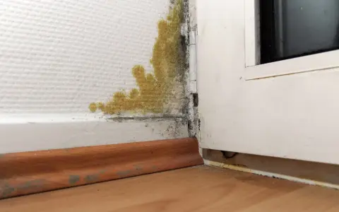 Gelber und schwarzer Schimmel breitet sich in der Ecke einer Wand aus. Dies ist ein Fall, in dem man Schimmel dem Vermieter melden muss.