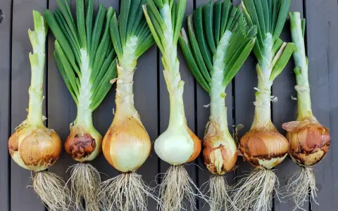 Harvested onions with green tops and roots, ready for planting. Learn when to plant onions zone 7 for a bountiful harvest.
