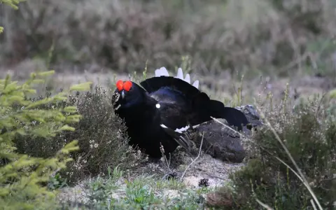 Czarny ciećwierz ptak z czerwonymi wyrostkami nad oczami, w naturalnym otoczeniu wrzosowiska.