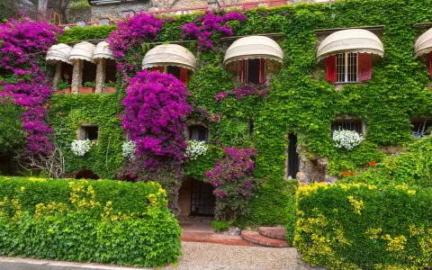 Une **plante grimpante mur** luxuriante habille une maison de pierre, ornée de bougainvilliers violets éclatants et de petites fleurs blanches.