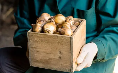 Hands in gloves hold a wooden crate filled with tulip bulbs, ready for proper storage.