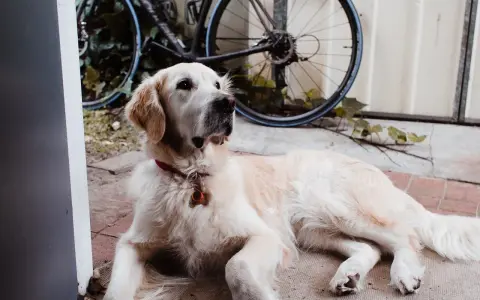 Czy golden retriever nadaje się do bloku? Oto, co musisz wiedzieć