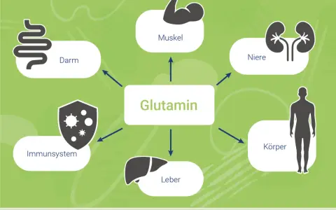 Glutamin wirkt auf Darm, Muskeln, Nieren, Immunsystem, Leber und den gesamten Körper.