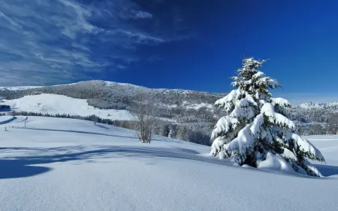 Paesaggio innevato sul Monte Bondone, con un abete carico di neve e un cielo blu intenso. Ideale per scoprire cosa fare in inverno.