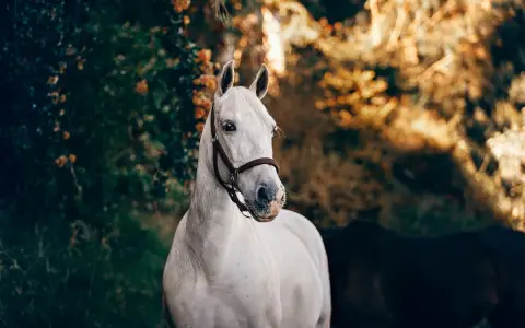 Ein weißes Pferd mit braunem Halfter im Abendlicht. Vielleicht braucht es rescue tropfen pferd dosierung.