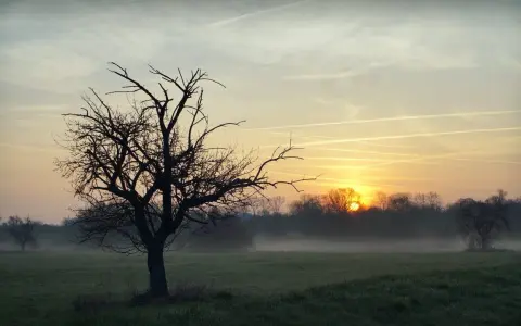 Mglisty poranek z wschodzącym słońcem, które gra jak piękne piosenki na dzień dobry. Sylwetka nagiego drzewa na pierwszym planie.