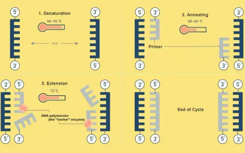 Ilustración de los pasos de la pcr: desnaturalización, anillamiento y extensión, mostrando cómo se duplica el ADN.