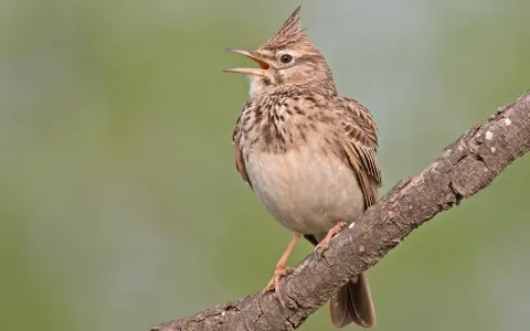 Un pájaro con cresta, de plumaje pardo y blanco, canta en una rama.