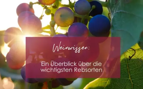 Sonnenbeschienene Trauben der Vitis vinifera, mit Text "Weinwissen: Ein Überblick über die wichtigsten Rebsorten".