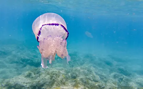 Una medusa con bordo viola fluttua nell'acqua blu, mostrando diverse quallen arten.