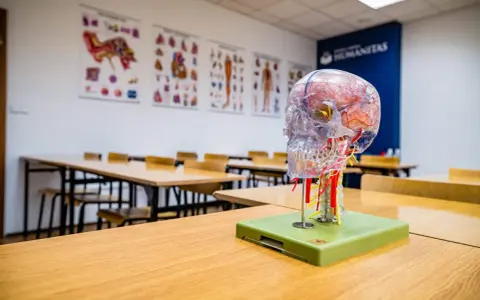 Model mózgu na biurku w sali wykładowej. Idealne miejsce do nauki psychologii sądowej, gdzie zrozumienie ludzkiego umysłu jest kluczowe.