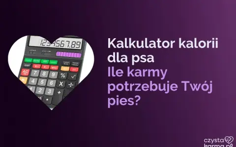 Kalkulator kalorii dla psa pomoże Ci ustalić, ile powinien jeść labrador szczeniak. Oblicz idealną porcję karmy dla swojego pupila.