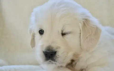 Uroczy szczeniak golden retriever mruga, jakby właśnie odkrywał świat, kiedy szczeniaki otwierają oczy.