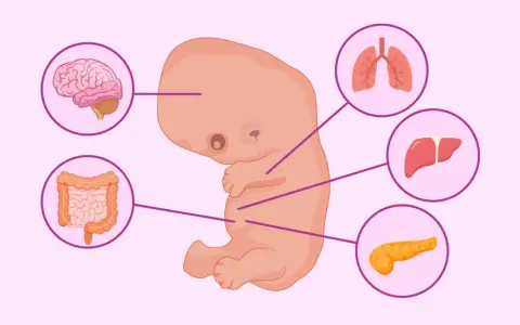 Embrione umano alla 8 settimana di gravidanza, con organi in sviluppo: cervello, polmoni, fegato, pancreas e intestino.