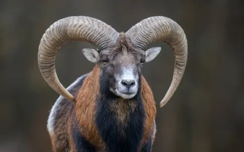 Mouflon z imponującymi rogami. Jaki żywioł ma koziorożec? Ten majestatyczny baran, z pewnością ziemi i siły.