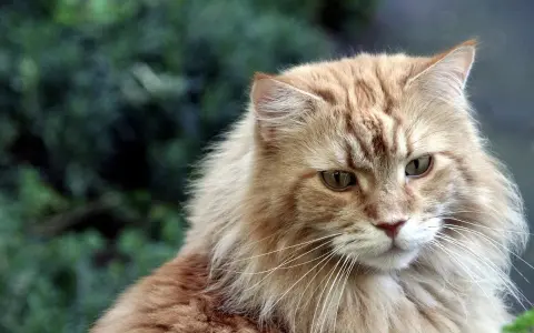 Maine Coon włosy czy sierść? Poznaj różnice i pielęgnację