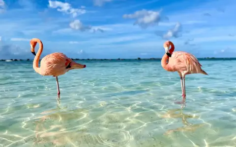 Zwei Flamingos im kristallklaren Wasser vor Aruba. Perfekt für die **Aruba beste Reisezeit**!