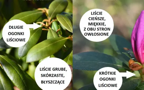 Porównanie: różanecznik ma długie ogonki liściowe i grube, błyszczące liście. Azalia ma krótkie ogonki i cieńsze, miękkie liście.