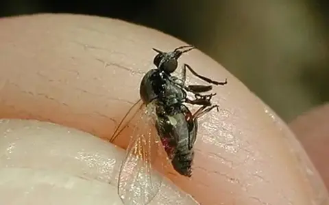 Mosca negra de España, un pequeño insecto negro con alas translúcidas, posado sobre la piel.