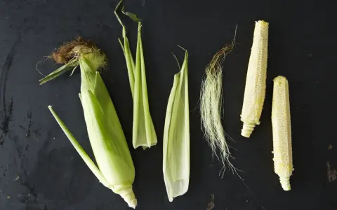 Corn husks, silk, and cobs are arranged on a dark surface. This visual might inspire thoughts on how far apart to plant corn for optimal growth.