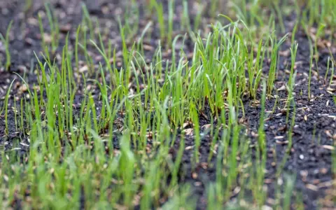Młoda trawa łąkowa wyrasta z ziemi. Idealny termin siewu trawy łąkowej za nami, ale natura i tak działa.