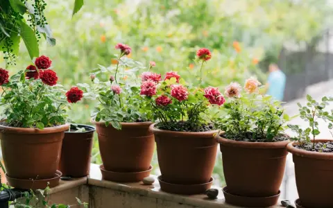 Blühende Topfrosen in verschiedenen Farben auf einem Balkon. Die Pflanzen sind gut gepflegt und zeigen ihre volle Pracht.