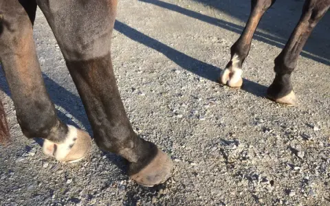 Pieds de cheval sur un chemin de gravier. Le soleil projette des ombres. Une légère gale de boue miel sur le paturon d'un cheval.