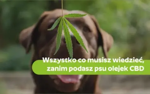 Jaki olej CBD dla psa wybrać, aby uniknąć problemów zdrowotnych?