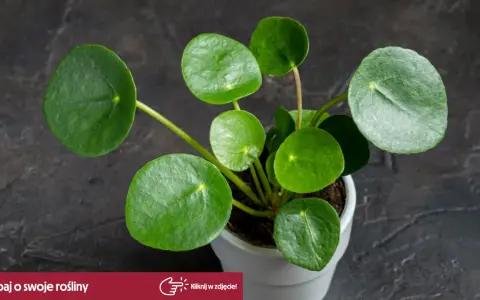 Rośliny bezpieczne dla kota: Pilea peperomiowata, znana też jako "pieniążek", z okrągłymi, zielonymi liśćmi.
