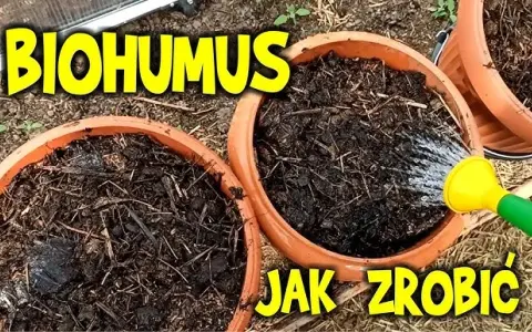 Jak zrobić humus nawóz w prosty sposób i zadbać o rośliny