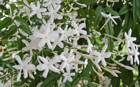 Ein Strauch mit vielen kleinen, weißen Jasminblüten und grünen Blättern. Die Blüten sind bereit für das Jasmin schneiden.